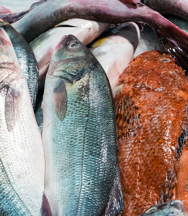 Pesce Fresco