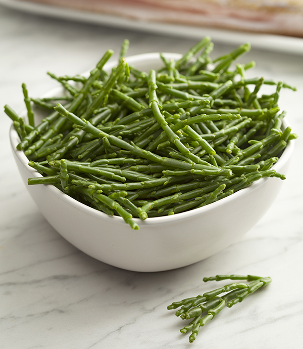 Salicornia