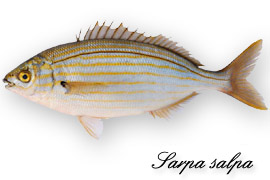 Salpa