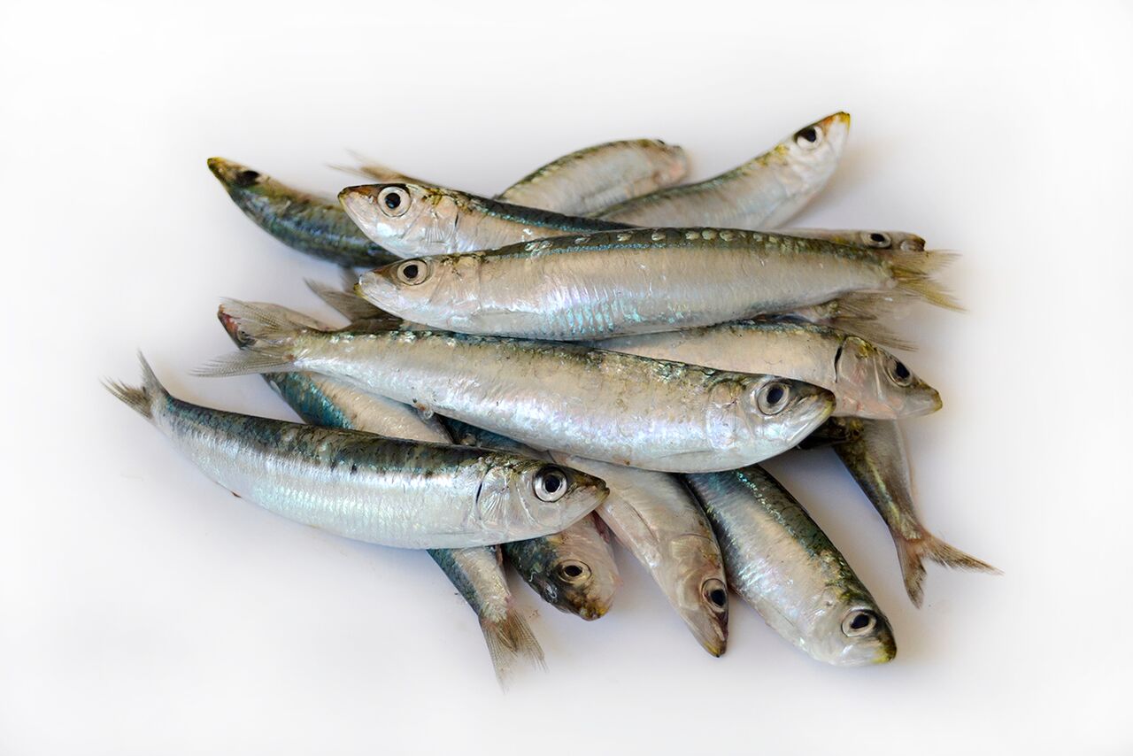 Sarda Mediterraneo