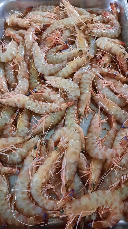 Mazzancolle Mediterraneo 30/40pz per kg