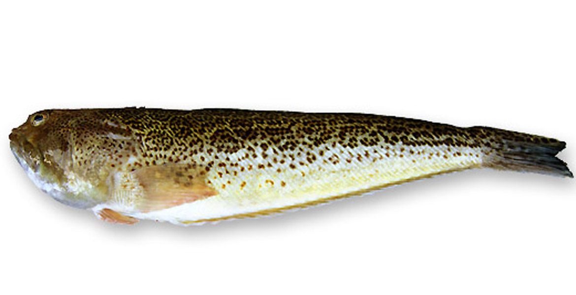 Tracina pescata 300/400gr