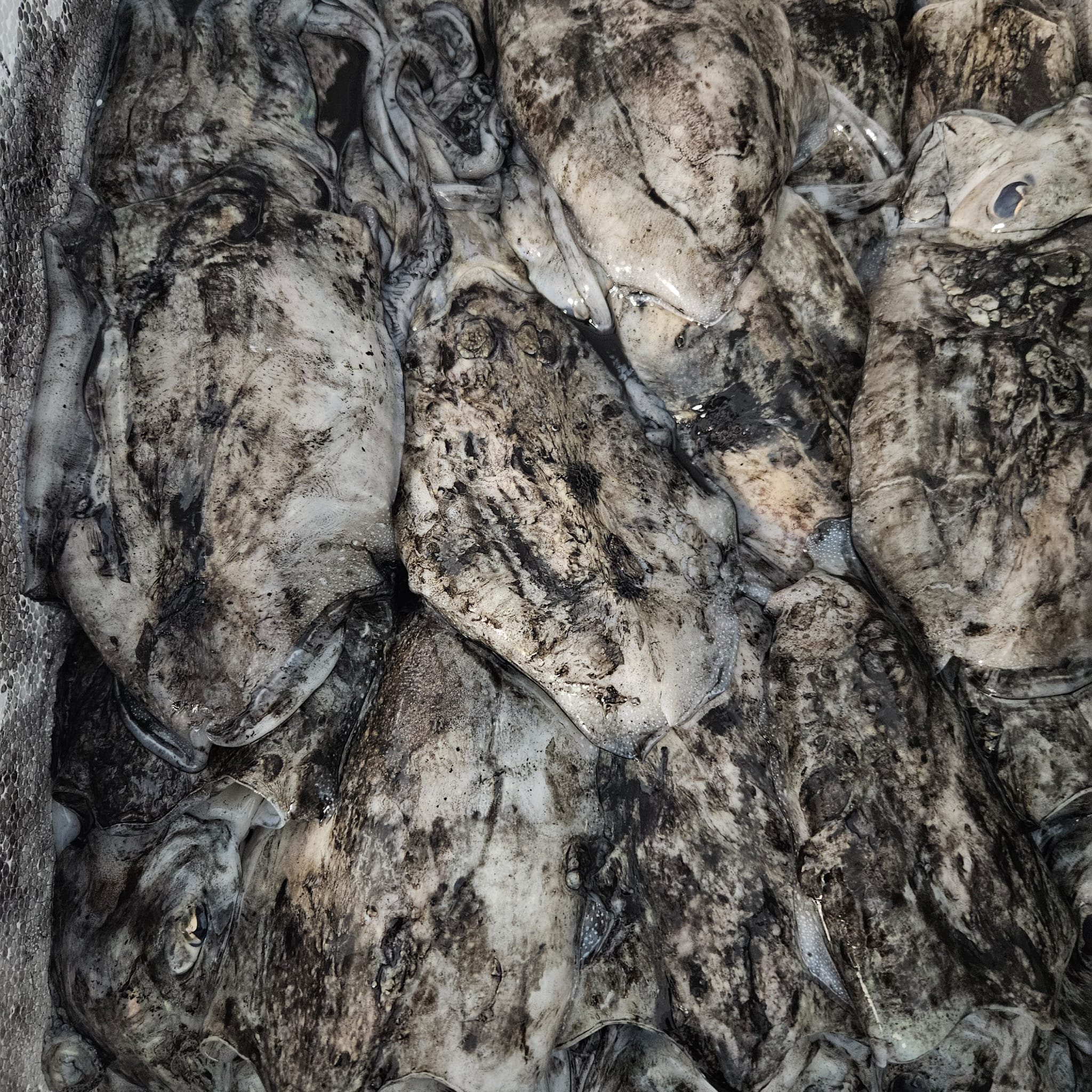Seppia Nera Atlantica 100/300gr